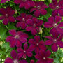 Clematis rood
